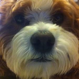 Meet your Posher, Peter